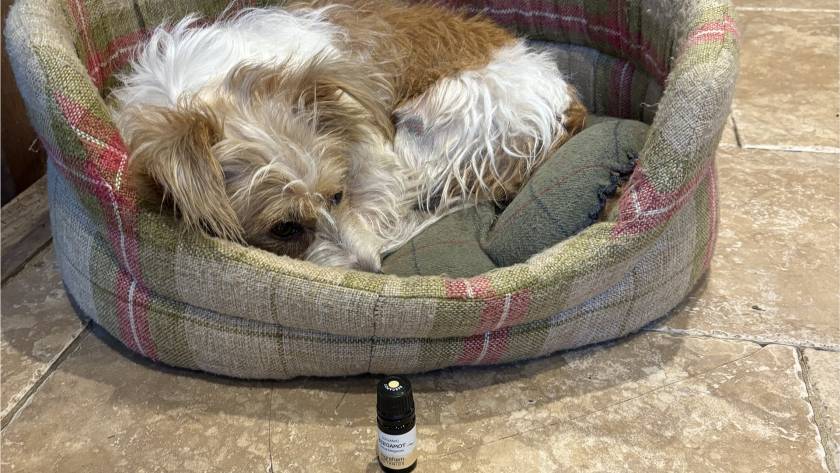 Wild Wisdom - Zoopharmacognosy case study, Millie