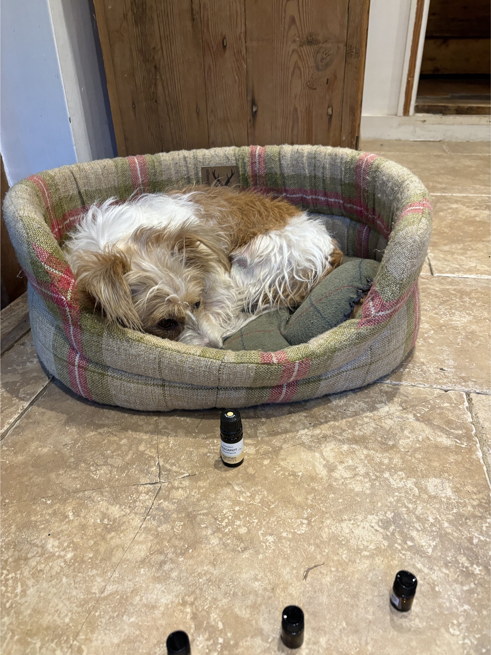 Wild Wisdom - Zoopharmacognosy case study, Millie