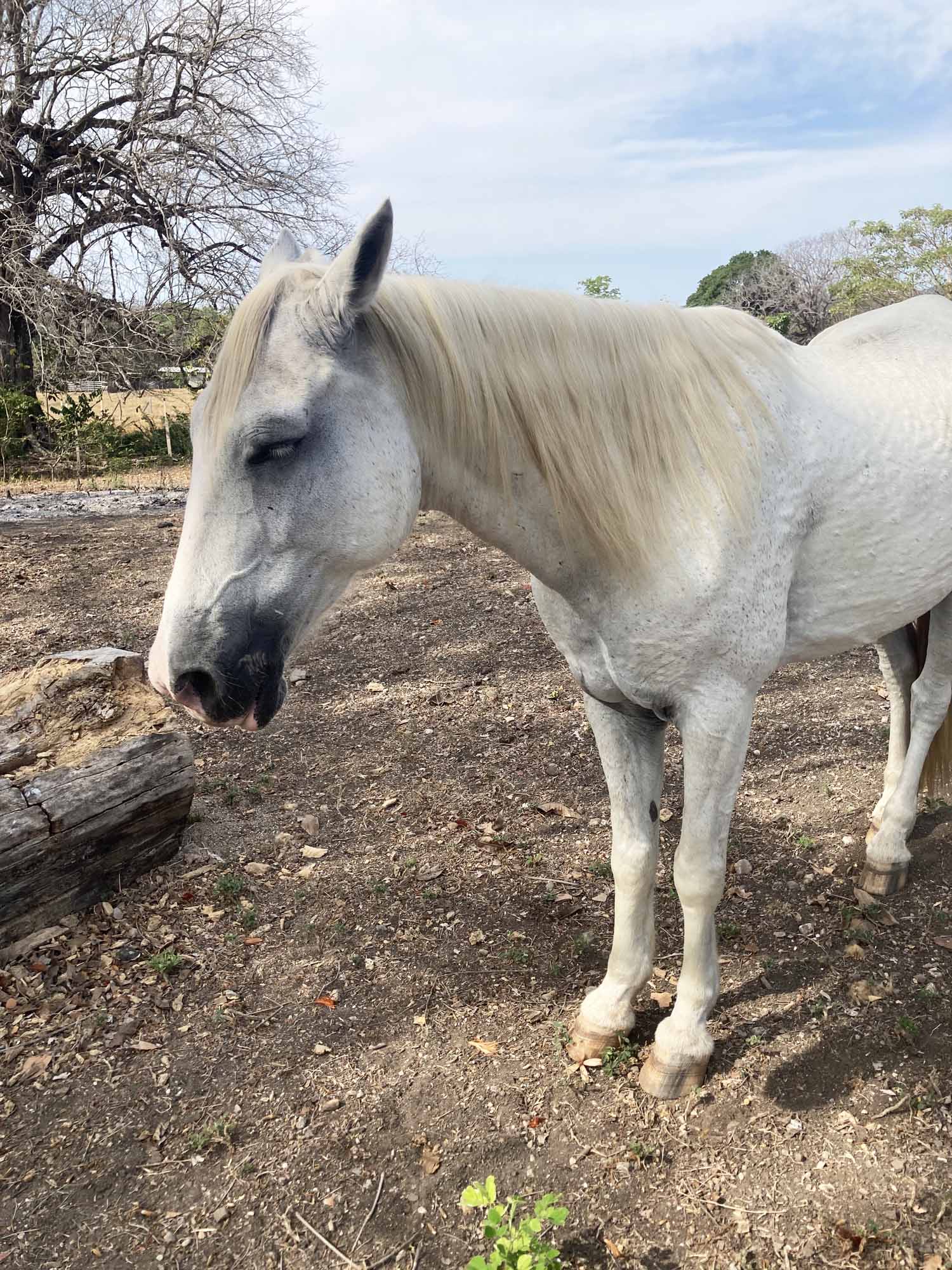 Horse Spirit healing, Costa Rica