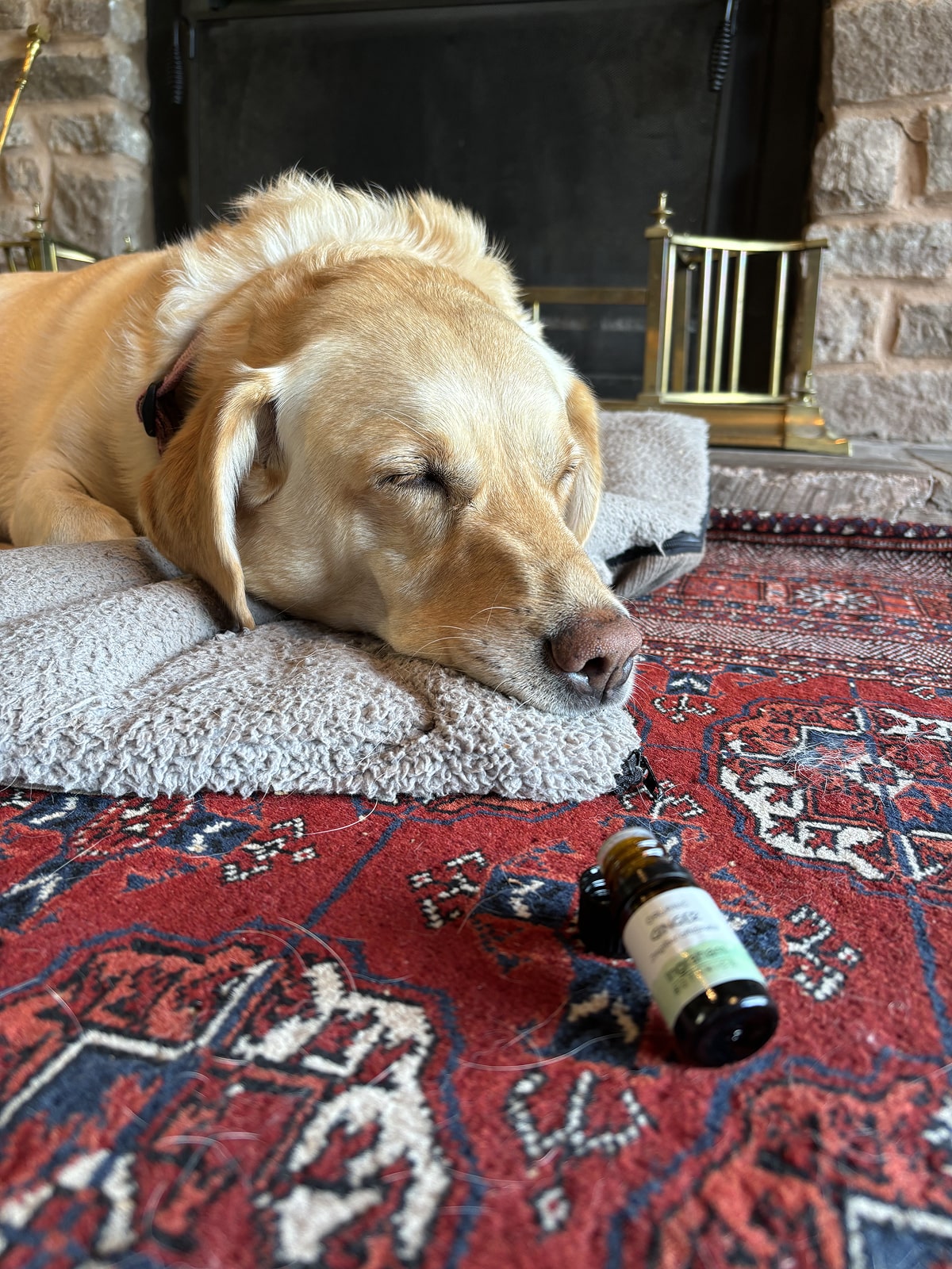 Wild Wisdom - Zoopharmacognosy case study, Rosie